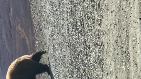 Bear Scratches Back on Large Rock