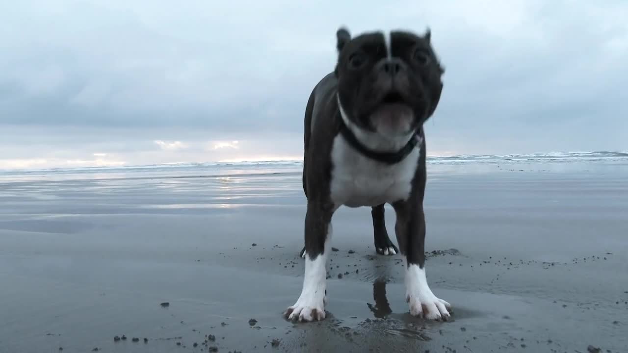 Boston Terrier Playing At The Beach