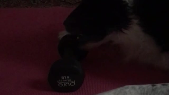 Black white dog sniffs and bites hand weights