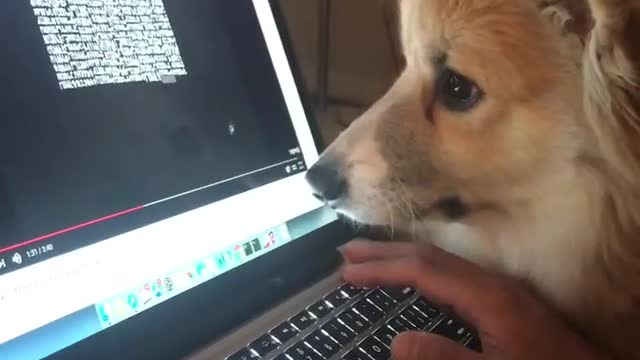 My dog can't resist helping me with my work