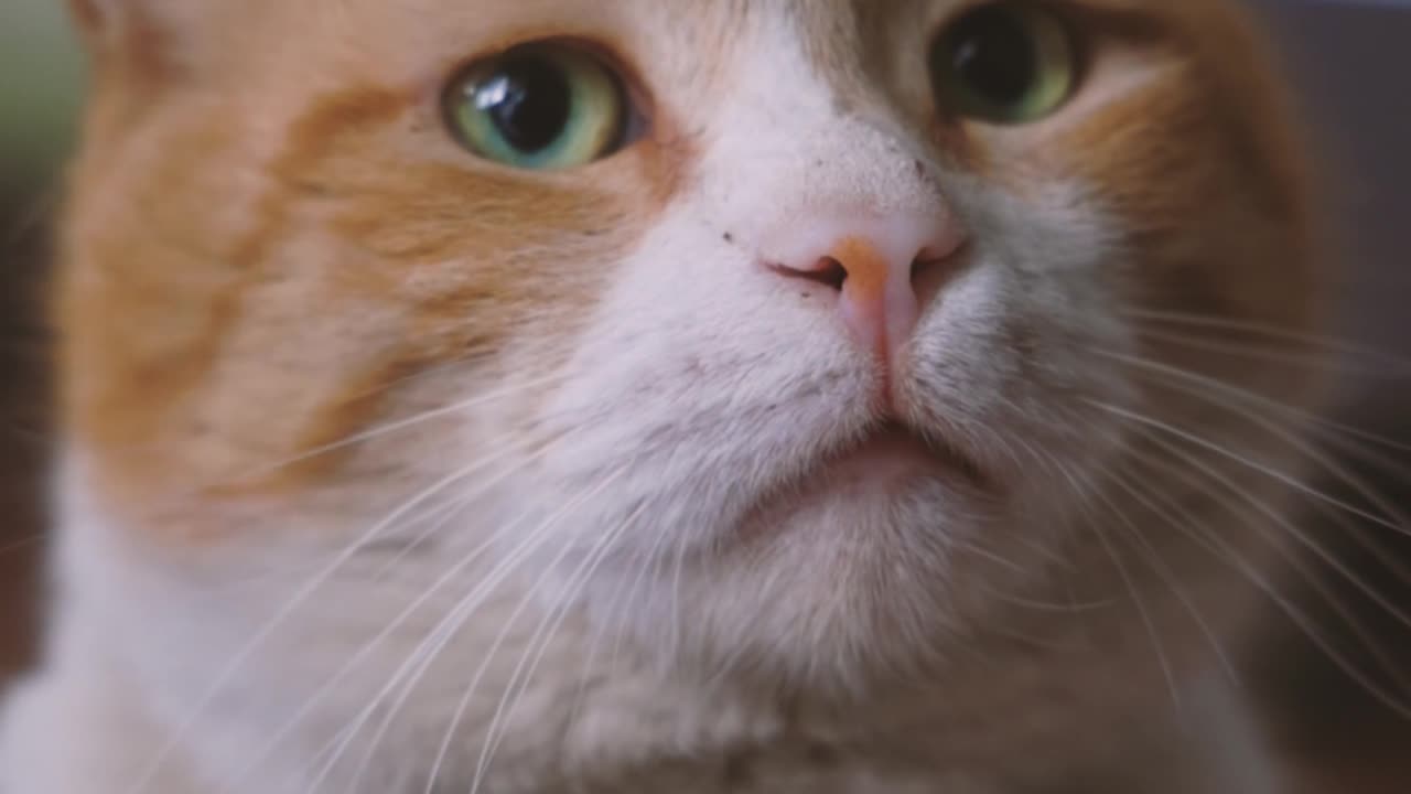 A Close-Up Video of a Cat's Face