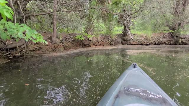 Small alligator I spotted while kayaking the Crystal river preserve