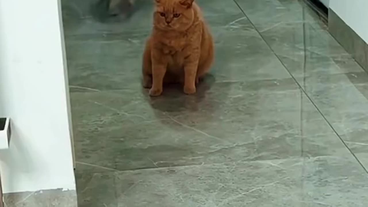 Kelakuan Si kucing