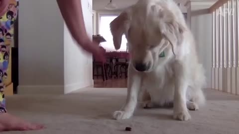 Try not to laugh # 18