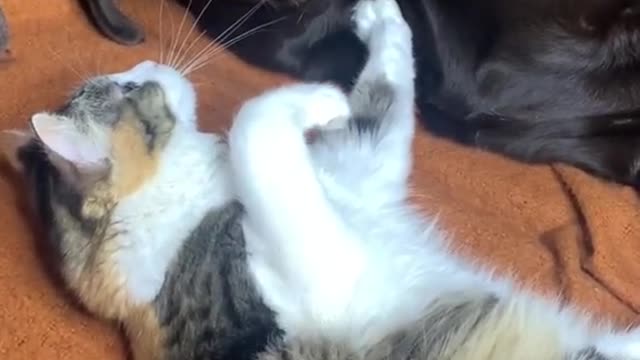 A moment in the life of a cat with a dog