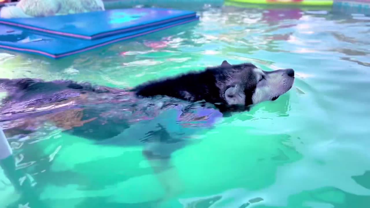 Giant Dog Takes A Dip In The Pool To Chill