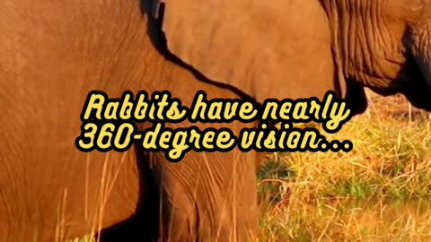 Animal Facts Rabbit Vision #shorts