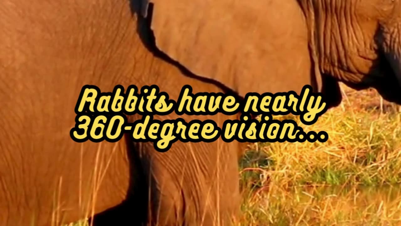 Animal Facts Rabbit Vision #shorts