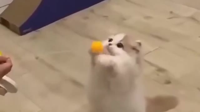 cute level max