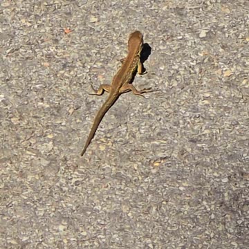 Mini lizard running across a cycle path / cute lizard in nature.