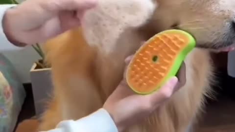 Funny Animals Dog