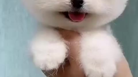 Cute dog