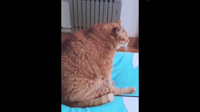 I'm too fat to eat, I can't even scratch it