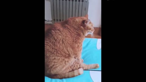 I'm too fat to eat, I can't even scratch it