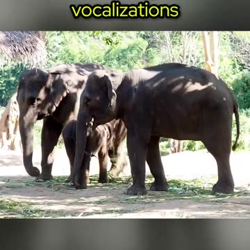 The Powerful Matriarchs & Secret Communication Skills of Asian Elephants!