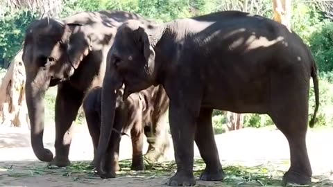 The Powerful Matriarchs & Secret Communication Skills of Asian Elephants!