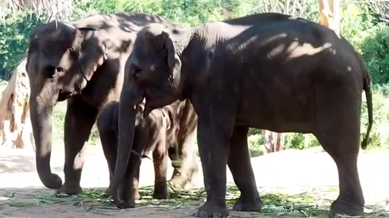 The Powerful Matriarchs & Secret Communication Skills of Asian Elephants!