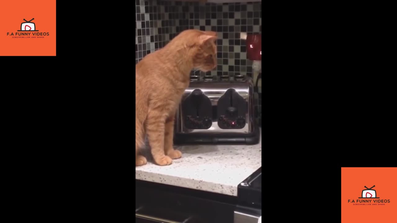 Funny Cats #Funnyvideos