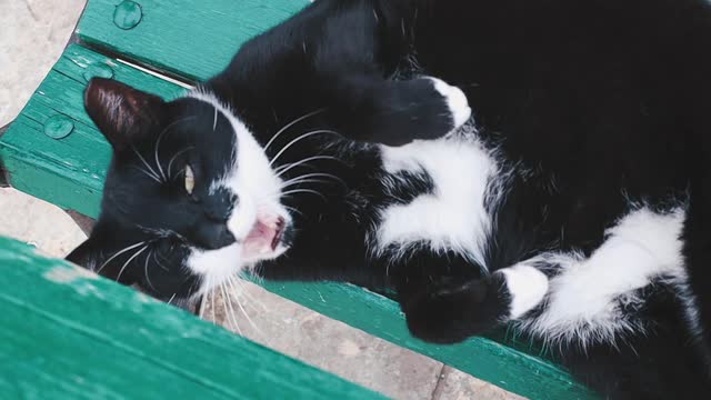 A Black and White Cat Yawning While Lying Down 😺😺