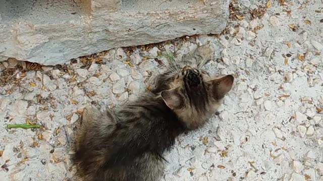Cute cat's. Looks so beautiful 😍