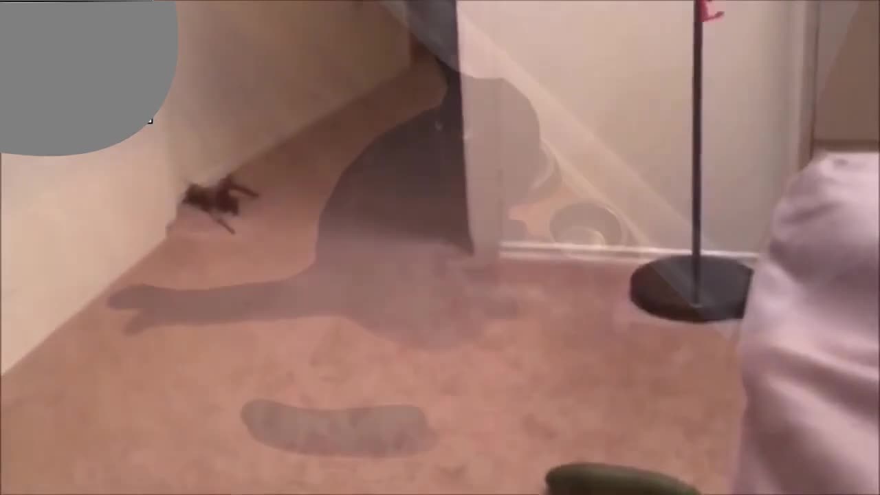 CATS VS CUCUMBERS!