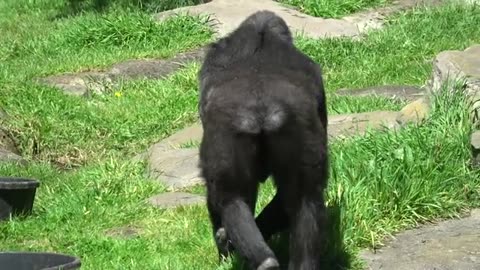 Gorilla life