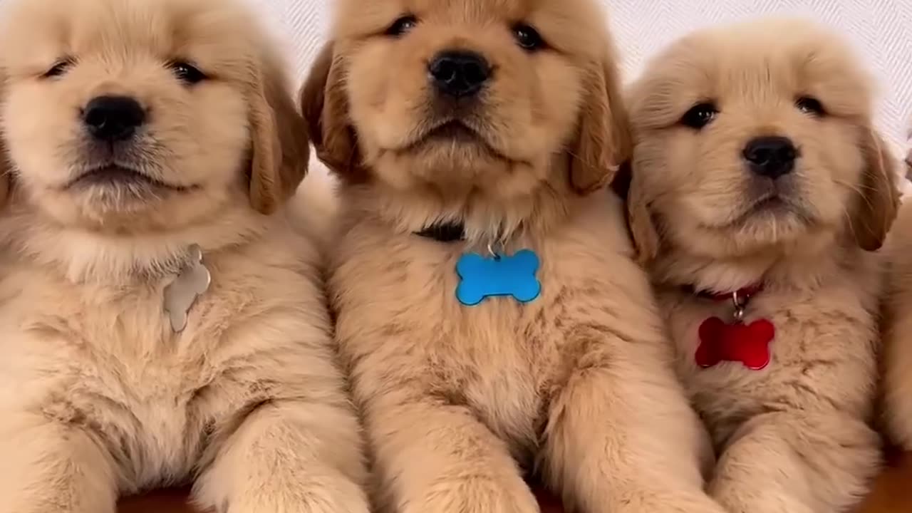 Cute Dogs Handsome