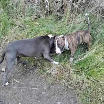 Bullterier vs Amstaff