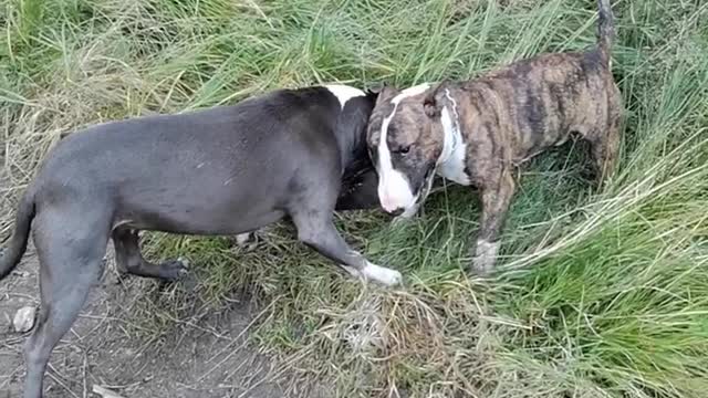 Bullterier vs Amstaff