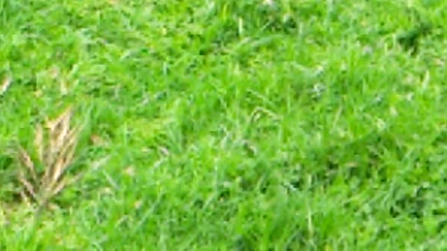 watch a tortoise feed at a close glance