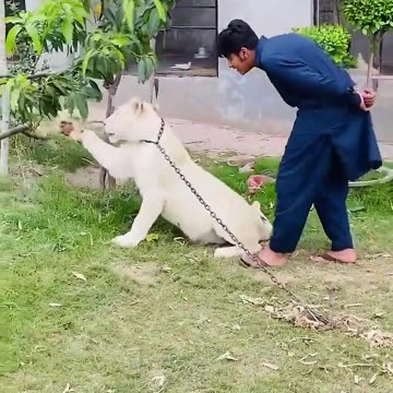 King of the Jungle: Lion Lovers Unite!