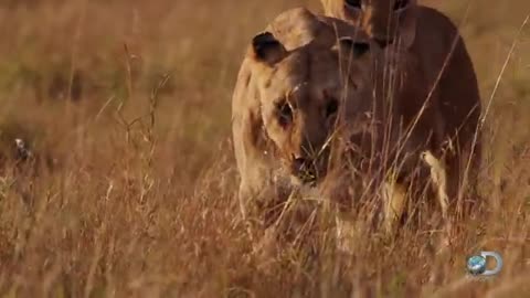 Adorable lion cubs frolic as their parents look on