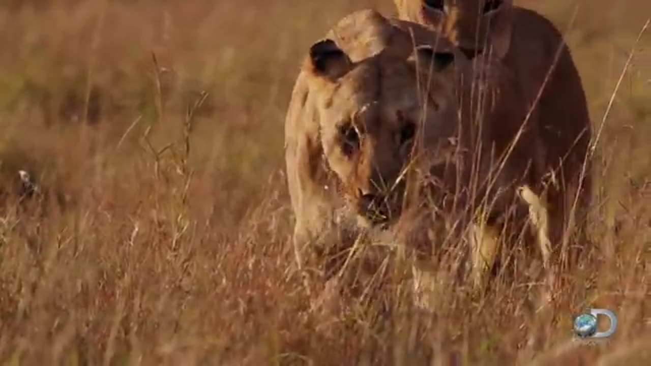 Adorable lion cubs frolic as their parents look on