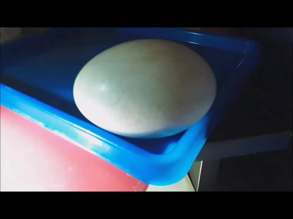 Baby Goose Seen Moving Inside Egg! 😲