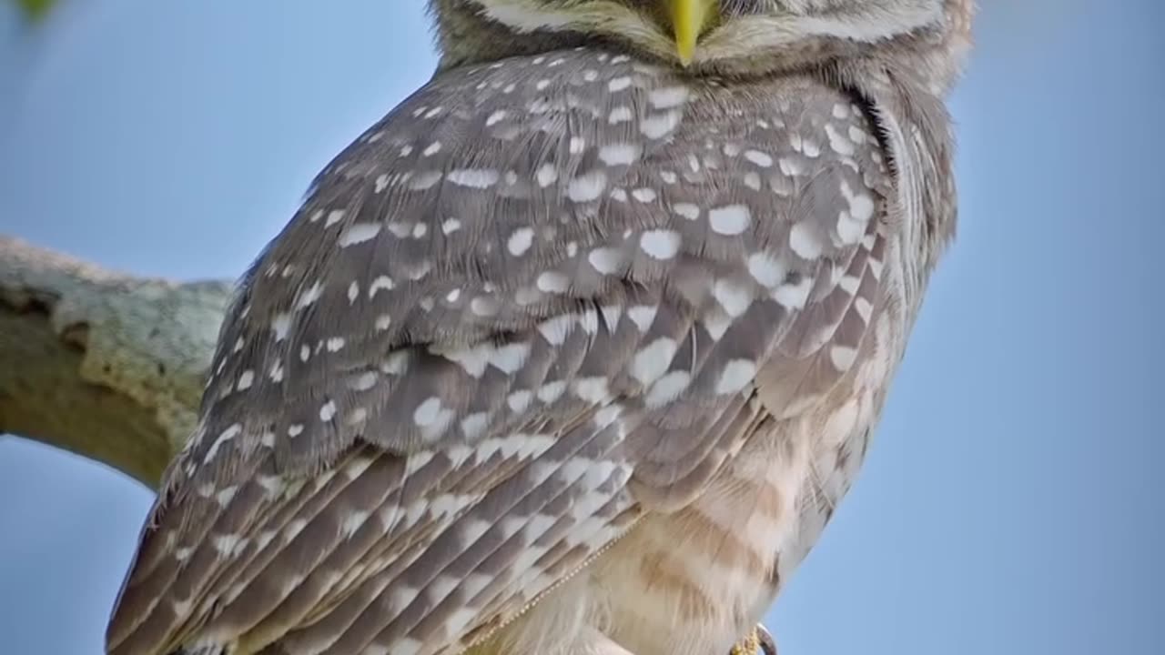 Wildlife and Funs