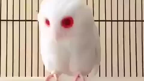 Beautiful albino Owl