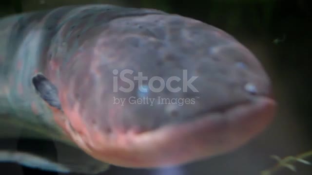 Close up of electric eel body moving around