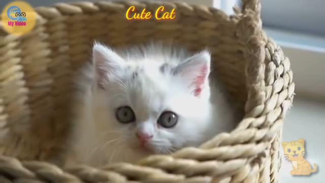 Cute Cat video is a best video funny video