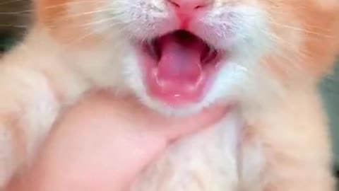 Use Cat And Dog To Make Someone Fall In Love With You