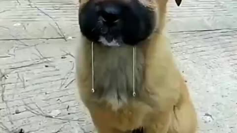 Some silent moments in animal behavior, laughing until it hurts in the stomach.