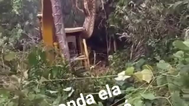 Little snake in Amazonia