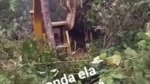 Little snake in Amazonia