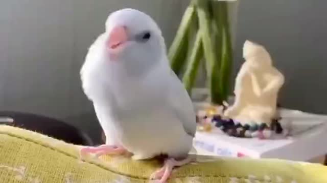 dancing parrot