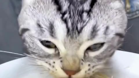 Cute chaos daily! 🐾😄 #cats #shorts #viral #pets #Reels #Animalspoorly