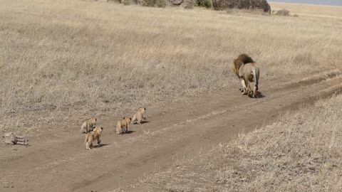 Lion Father tries to ditch his kids