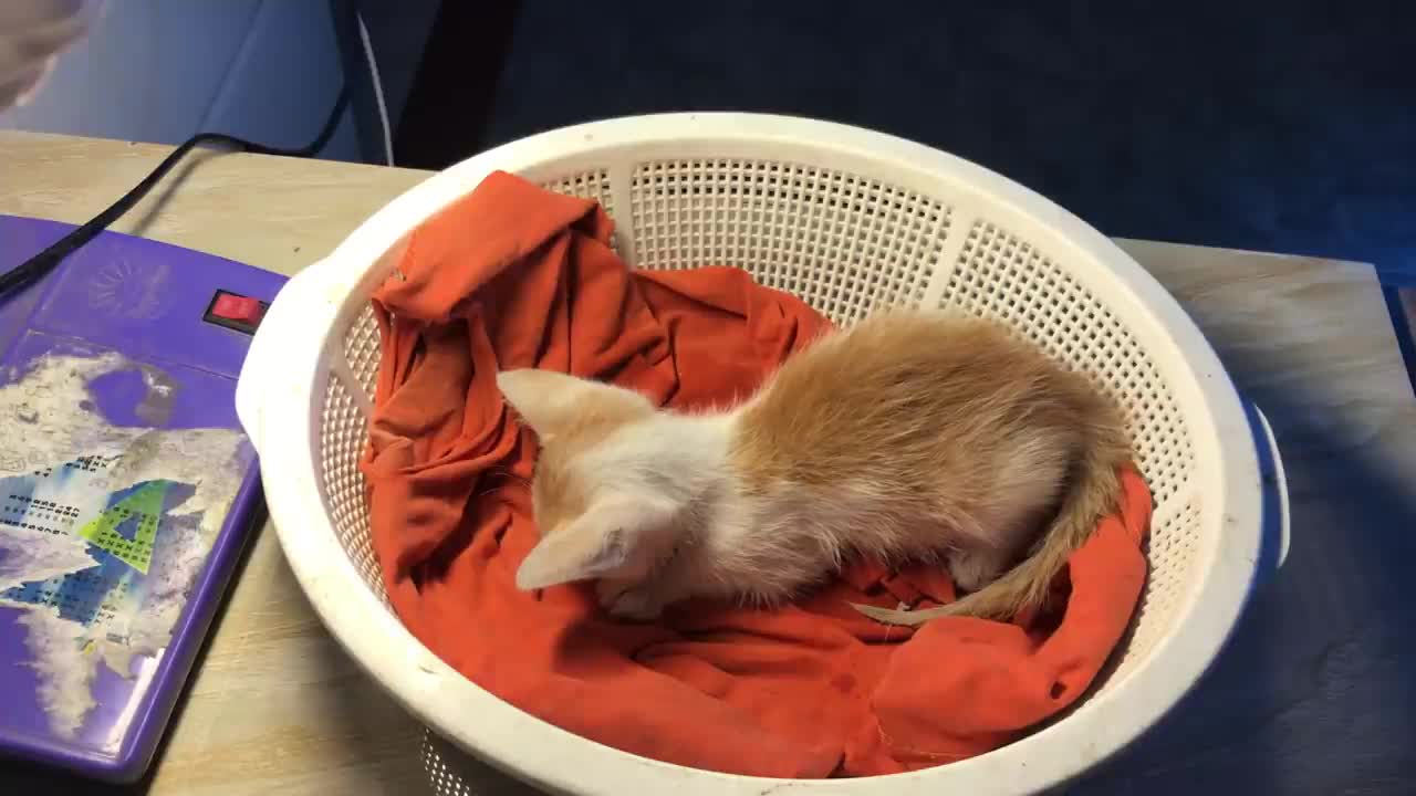 God saved the kitten from drowning # The kitten rescue story will melt your heart