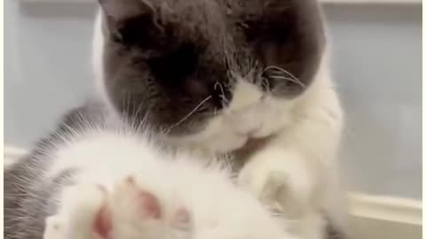 Baby Cats - Cute and Funny Baby Cat Videos Compilation