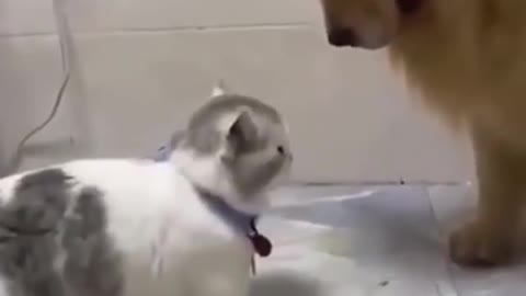 Cat with dog funny video