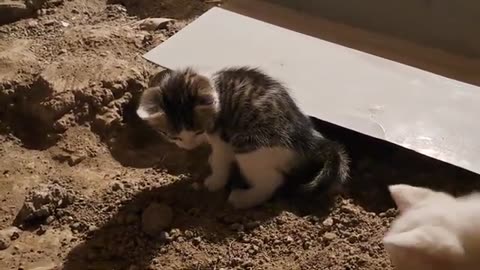 Baby cats covered the poop with soil (Smart, thoughtful Kittens)