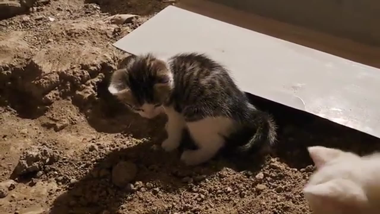 Baby cats covered the poop with soil (Smart, thoughtful Kittens)